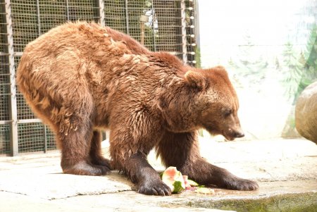 Арбузы всем по вкусу: в Одесском зоопарке ими полакомились еноты, антилопы, обезьяны, медведь и черепахи (фото)